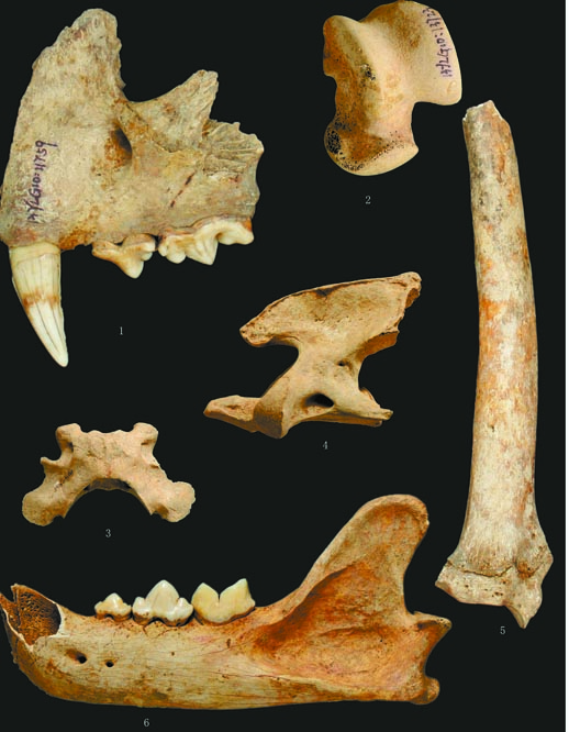 虎,豹骨骼标本 湖南省文物考古研究所 供图