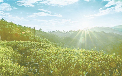 安化高马二溪村，利用独特资源，做大茶产业，一举摘掉省级贫困村帽子，打造“天下黑茶第一村”