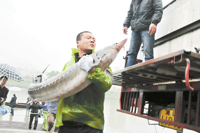 图:珍稀鲟鱼进京城 资兴向全国科普基地赠鱼 -