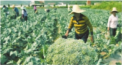 宁乡夏铎铺镇十万斤春季西兰花在地里苦等买主.