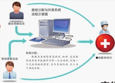 遏黑市交易,器官移植强推自动分配