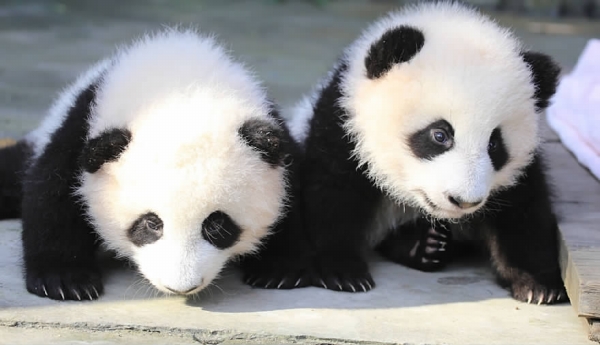 成都大熊猫双胞胎征名结束:取名奥林匹亚和