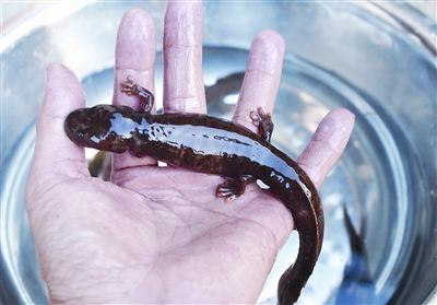 中国小鲵惊现麻阳西晃山