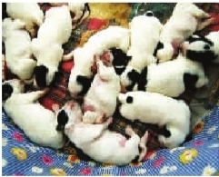 长沙最牛斑点狗 边吃鸡蛋边生崽头胎生14只\/图