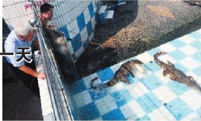 黑猩猩不合作动物搬家暂休1天 麻醉剂成兴奋剂