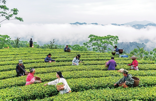 【寻茶记】贡茶千年韵 香飘万里程——沅陵碣滩茶的前世今生