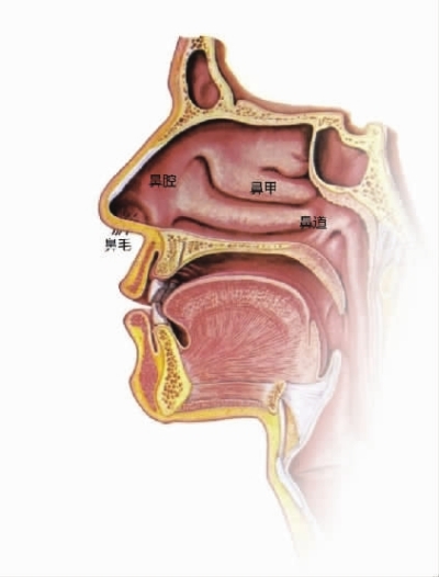 正常的鼻子内部结构图图片