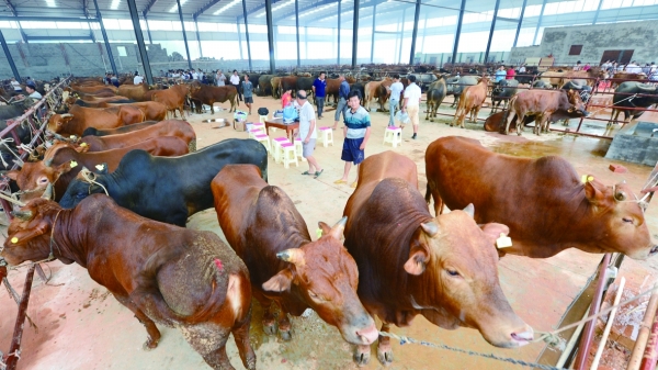 中国最大的2吨牛图片
