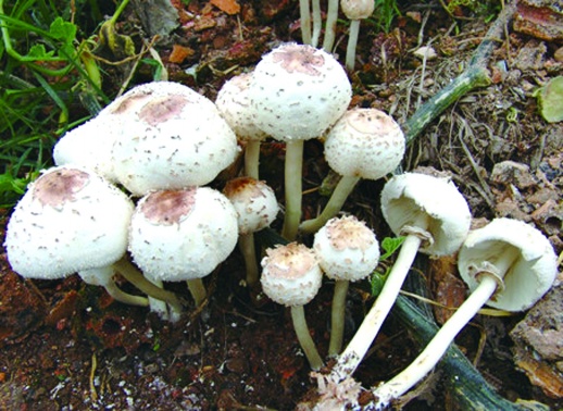 四孢蘑菇图片