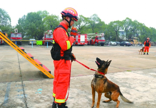 明星搜救犬如何养成? 记者探访长沙搜救犬训练基地找答案